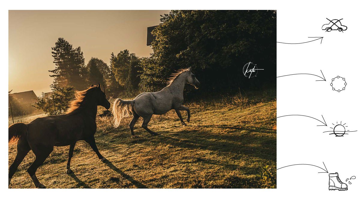 Jak fotografować konie?