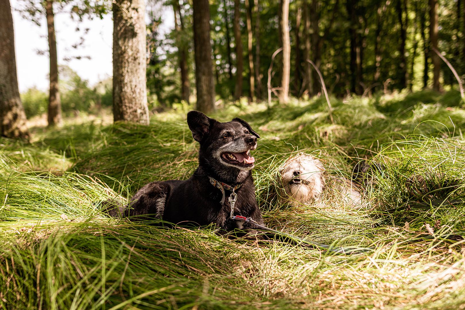 zwierzęta psy fotografia zwierząt przyrodnicza kath